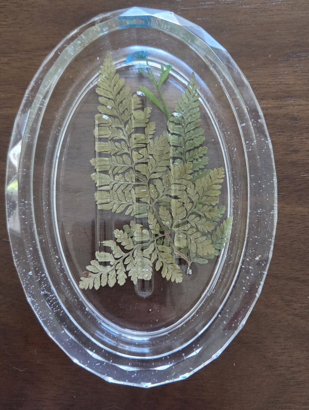 Oval Nature Themed Soap Dish - Clear with Green Leaves/Blue Flower